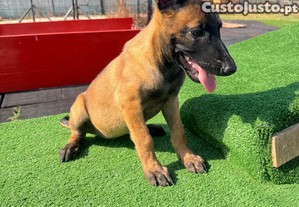 Pastor belga malinois fmea