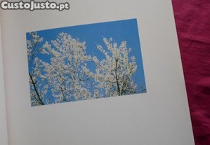 imagem_7