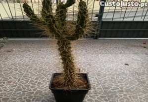 imagem_1