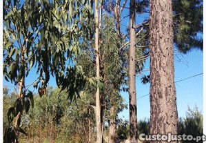 Terreno Florestal - Bouça