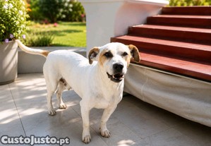 imagem_2