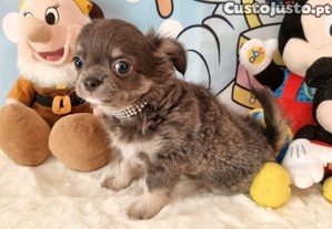 ltimo chihuahua macho de plo comprido c pedigree