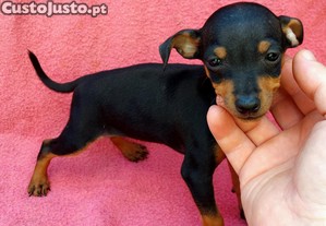 imagem_1