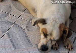 imagem_4