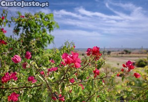 imagem_20