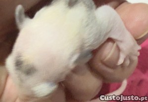 imagem_5