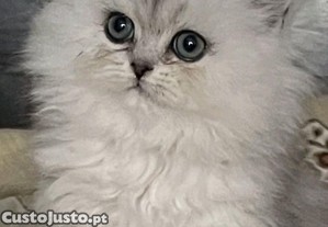 Gatinho Persa Shinchila