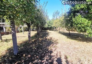 imagem_7