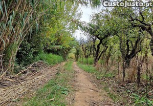 imagem_7