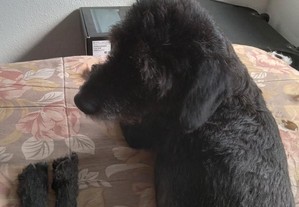 cão preto caniche