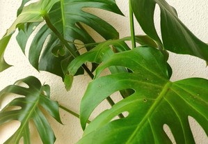 Costela-de-Adão (monstera) - planta interior/exterior