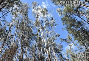 imagem_15