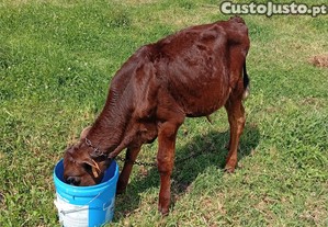 imagem_2