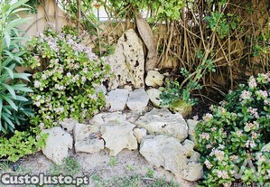 imagem_26