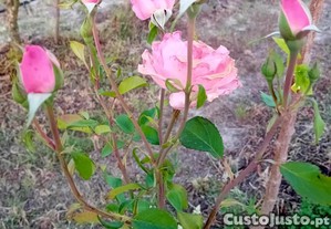 Roseira arbusto cor de rosa