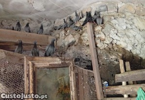 imagem_1