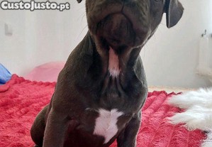 imagem_5
