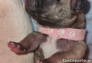 Bulldog Francs Lop