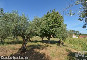 imagem_21