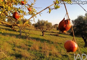 imagem_17