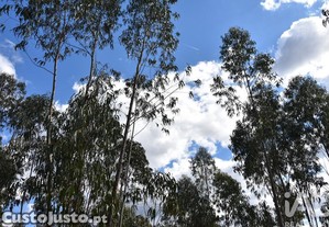 imagem_23