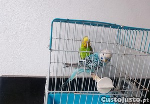 imagem_1