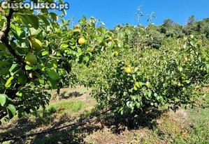 imagem_25