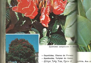 imagem_7