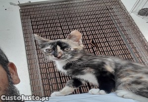 Gatinha muito meiga