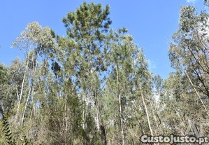 imagem_20