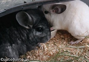 Casal de chinchilas