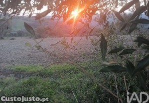 imagem_7