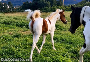 imagem_3