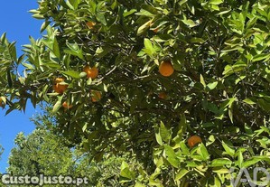 imagem_16