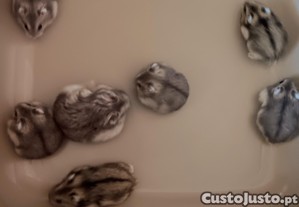 Hamsters russos anes