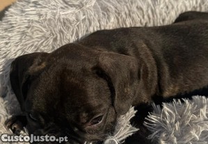 Buldogue francs
