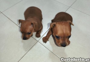 imagem_3