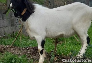 imagem_2