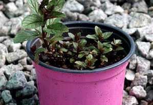 Hortelã Pimenta (planta em vaso)