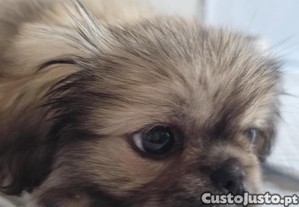 imagem_5