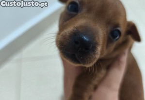 imagem_4