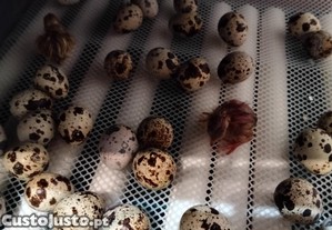 imagem_7