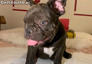 Bulldog francês bebé