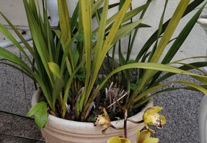 Orquídea orquídeas Planta