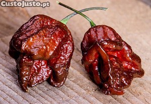 Pimenta Carolina Reaper Chocolate (6 sementes)