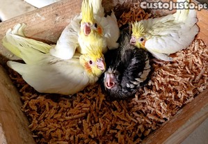 imagem_1