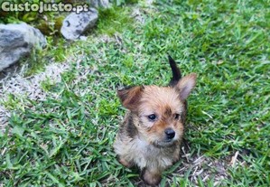 Yorkshire Terrier miniatura criado em ambiente familiar
