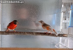 Cedncia de cardinalitos da Venezuela