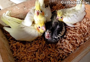 imagem_2