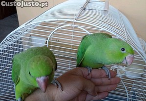 imagem_1
